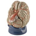 Denoyer-Geppert Anatomical Model, Deluxe Eight-Part Brain Model 0178-00